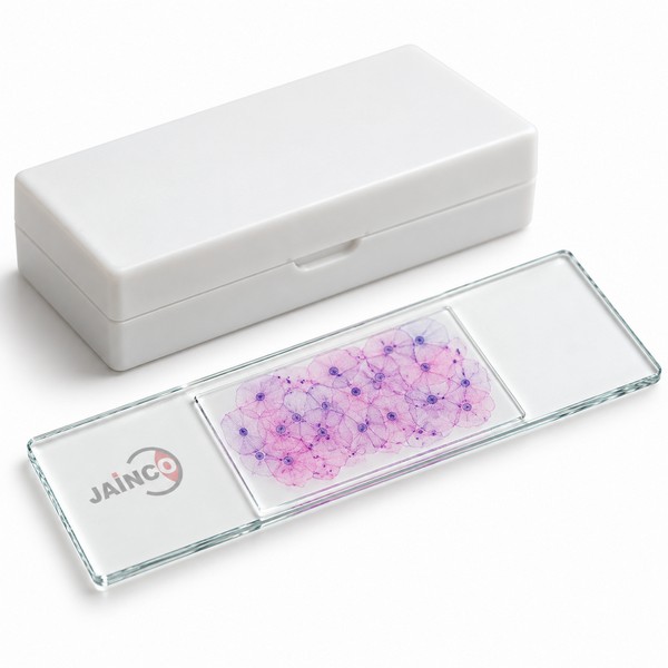 Plain Flat Epithelium